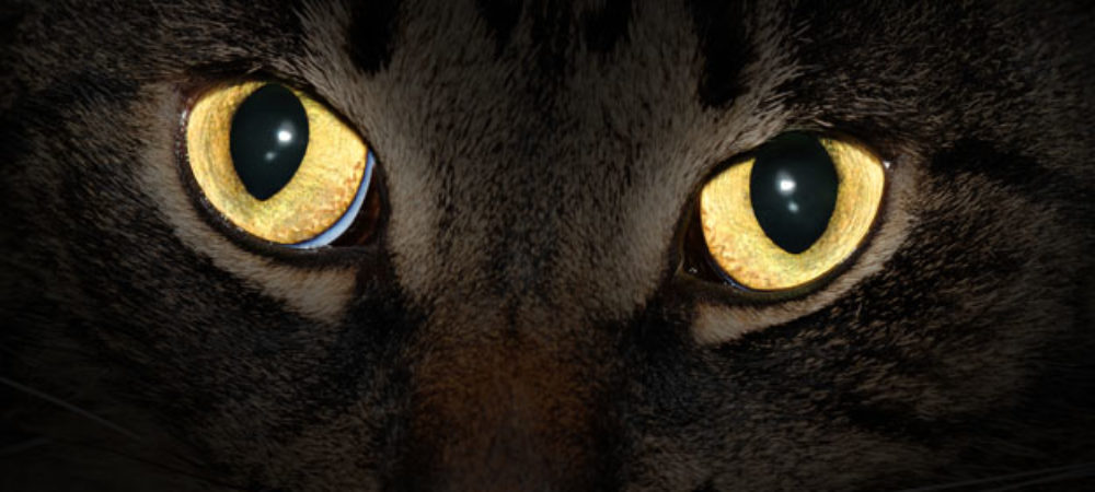 Warum leuchten Katzenaugen nachts? - SPICK