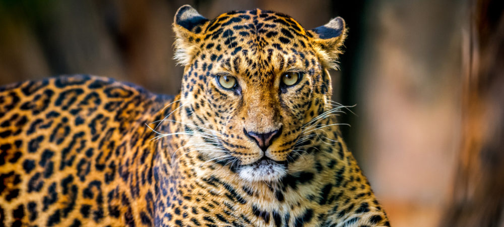 Leopard - SPICK