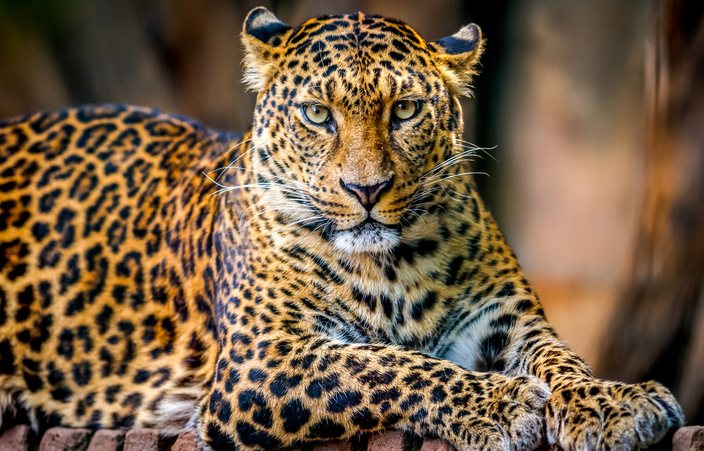 Leopard SPICK